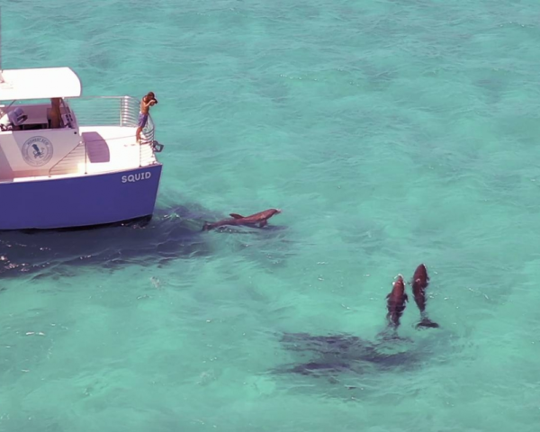Dolphins in the ocean next to boat