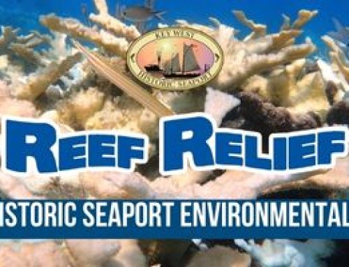 Key West Environmental Spotlight: Non-Profit Organization Reef Relief!